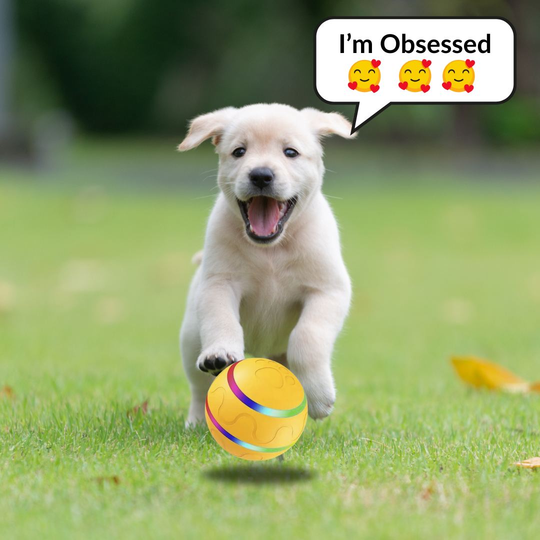 Interactive Dog Toy Ball with Remote Control (๐๐ฑ๐ฑ ๐๐๐ฒ๐บ๐ ๐๐ถ๐ฎ ๐๐ฎ๐ฟ๐ ๐๐ฑ๐ฑ-๐ข๐ป๐ ๐๐ผ ๐๐ฒ๐ ๐ฐ๐ฌ% ๐ข๐๐!)