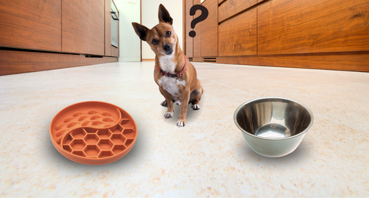Do You Need a Slow Feeder Bowl? Understanding Slow Feeder Dog Bowls